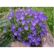 Дзвоники карпатські Блю Кліпс | Campanula carpatica Blue Clips | Колокольчик карпатский Блю Клипс
