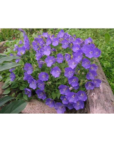 Дзвоники карпатські Блю Кліпс | Campanula carpatica Blue Clips | Колокольчик карпатский Блю Клипс