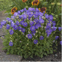 Дзвоники карпатські Блю Кліпс | Campanula carpatica Blue Clips | Колокольчик карпатский Блю Клипс