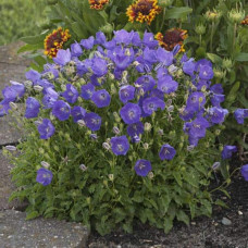 Дзвоники карпатські Блю Кліпс | Campanula carpatica Blue Clips | Колокольчик карпатский Блю Клипс