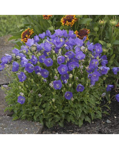 Дзвоники карпатські Блю Кліпс | Campanula carpatica Blue Clips | Колокольчик карпатский Блю Клипс
