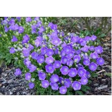 Дзвоники карпатські Блю Кліпс | Campanula carpatica Blue Clips | Колокольчик карпатский Блю Клипс