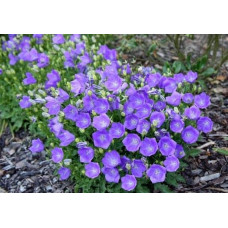 Дзвоники карпатські Блю Кліпс | Campanula carpatica Blue Clips | Колокольчик карпатский Блю Клипс