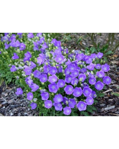 Дзвоники карпатські Блю Кліпс | Campanula carpatica Blue Clips | Колокольчик карпатский Блю Клипс
