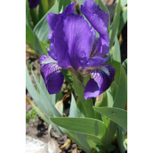 Ірис низький Блю / Півник | Iris humilis Blue | Ирис низкий Блю /Касатик / Петушок