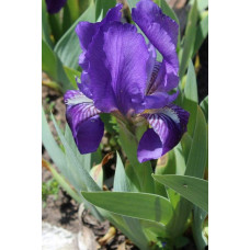 Ірис низький Блю / Півник | Iris humilis Blue | Ирис низкий Блю /Касатик / Петушок