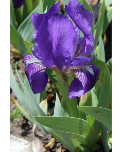 Ірис низький Блю / Півник | Iris humilis Blue | Ирис низкий Блю /Касатик / Петушок