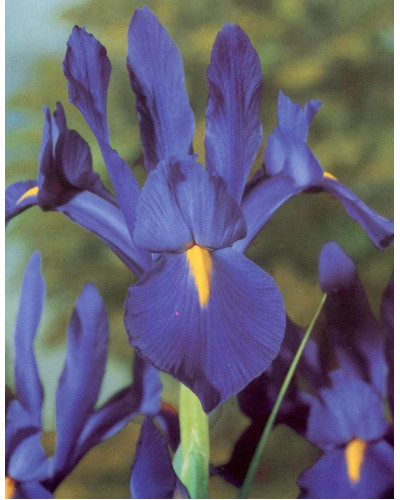 Ірис низький Блю / Півник | Iris humilis Blue | Ирис низкий Блю /Касатик / Петушок