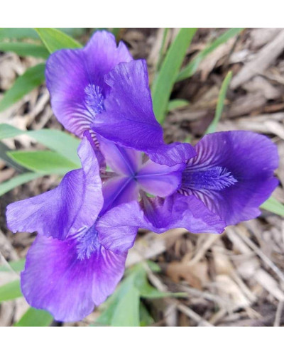 Ірис низький Блю / Півник | Iris humilis Blue | Ирис низкий Блю /Касатик / Петушок
