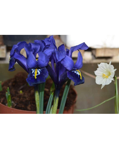 Ірис низький Блю / Півник | Iris humilis Blue | Ирис низкий Блю /Касатик / Петушок