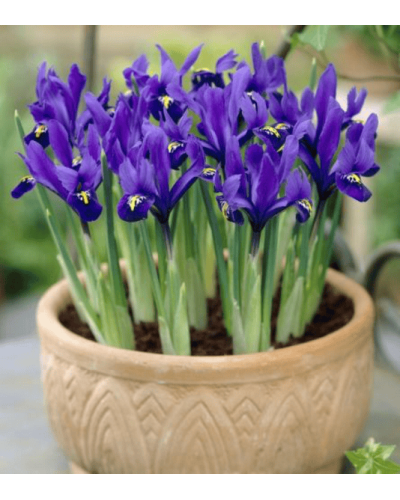 Ірис низький Блю / Півник | Iris humilis Blue | Ирис низкий Блю /Касатик / Петушок