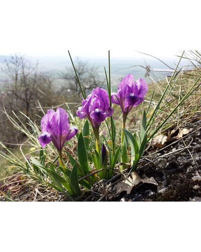 Ірис низький Блю / Півник | Iris humilis Blue | Ирис низкий Блю /Касатик / Петушок