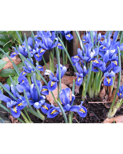 Ірис низький Блю / Півник | Iris humilis Blue | Ирис низкий Блю /Касатик / Петушок