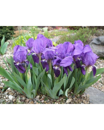 Ірис низький Блю / Півник | Iris humilis Blue | Ирис низкий Блю /Касатик / Петушок