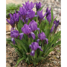 Ірис низький Блю / Півник | Iris humilis Blue | Ирис низкий Блю /Касатик / Петушок