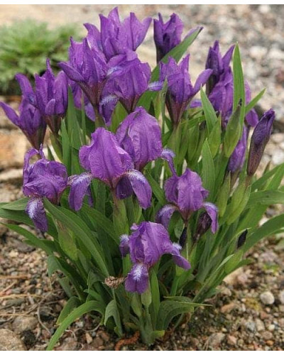 Ірис низький Блю / Півник | Iris humilis Blue | Ирис низкий Блю /Касатик / Петушок