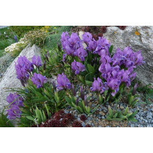 Ірис низький Блю / Півник | Iris humilis Blue | Ирис низкий Блю /Касатик / Петушок