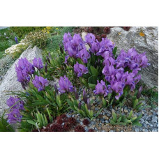Ірис низький Блю / Півник | Iris humilis Blue | Ирис низкий Блю /Касатик / Петушок
