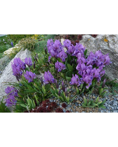 Ірис низький Блю / Півник | Iris humilis Blue | Ирис низкий Блю /Касатик / Петушок