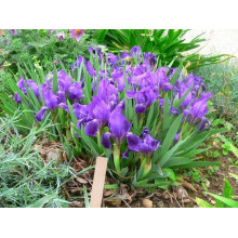Ірис низький Блю / Півник | Iris humilis Blue | Ирис низкий Блю /Касатик / Петушок