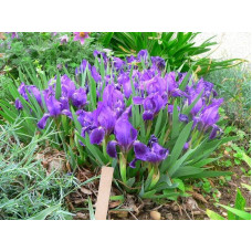 Ірис низький Блю / Півник | Iris humilis Blue | Ирис низкий Блю /Касатик / Петушок