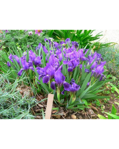 Ірис низький Блю / Півник | Iris humilis Blue | Ирис низкий Блю /Касатик / Петушок