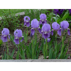 Ірис низький Блю / Півник | Iris humilis Blue | Ирис низкий Блю /Касатик / Петушок