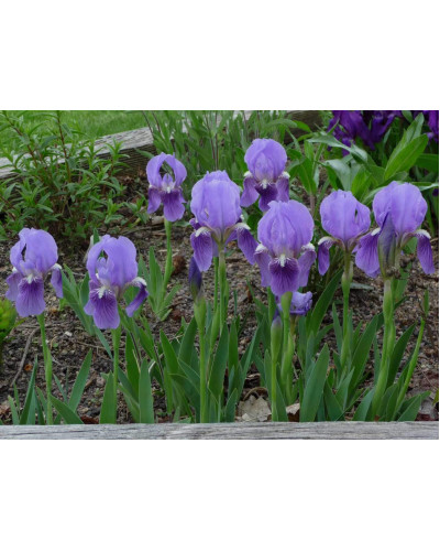 Ірис низький Блю / Півник | Iris humilis Blue | Ирис низкий Блю /Касатик / Петушок