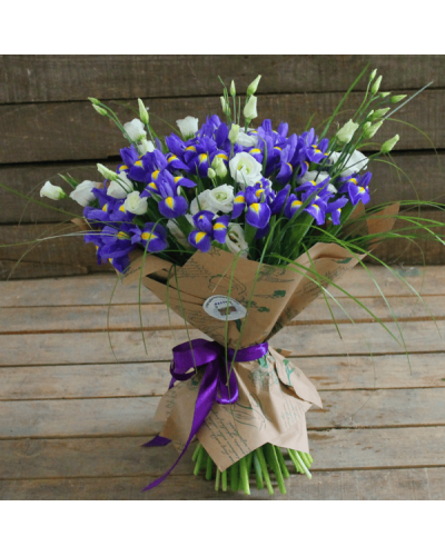 Ірис низький Блю / Півник | Iris humilis Blue | Ирис низкий Блю /Касатик / Петушок