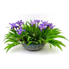 Ірис низький Блю / Півник | Iris humilis Blue | Ирис низкий Блю /Касатик / Петушок