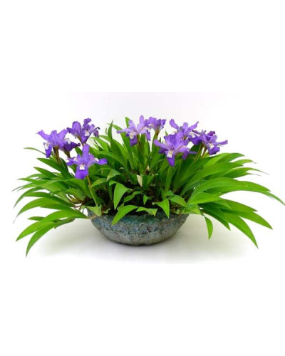 Ірис низький Блю / Півник | Iris humilis Blue | Ирис низкий Блю /Касатик / Петушок