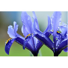 Ірис низький Блю / Півник | Iris humilis Blue | Ирис низкий Блю /Касатик / Петушок
