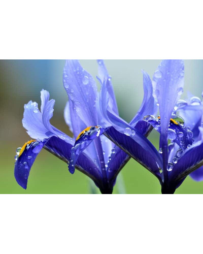 Ірис низький Блю / Півник | Iris humilis Blue | Ирис низкий Блю /Касатик / Петушок
