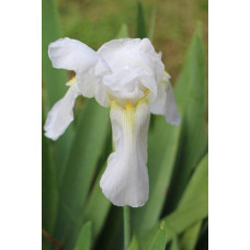 Ірис низький Альба / Півник | Iris humilis Alba | Ирис низкий Альба / Касатик / Петушок
