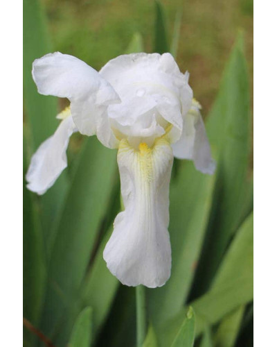 Ірис низький Альба / Півник | Iris humilis Alba | Ирис низкий Альба / Касатик / Петушок