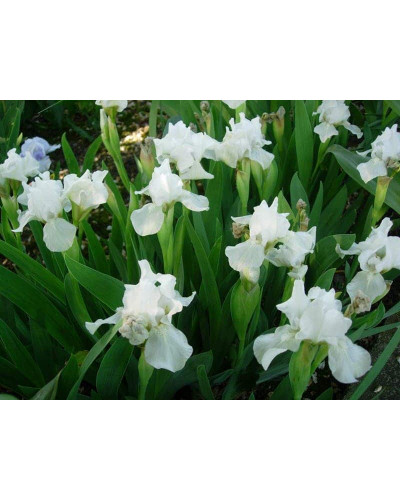 Ірис низький Альба / Півник | Iris humilis Alba | Ирис низкий Альба / Касатик / Петушок