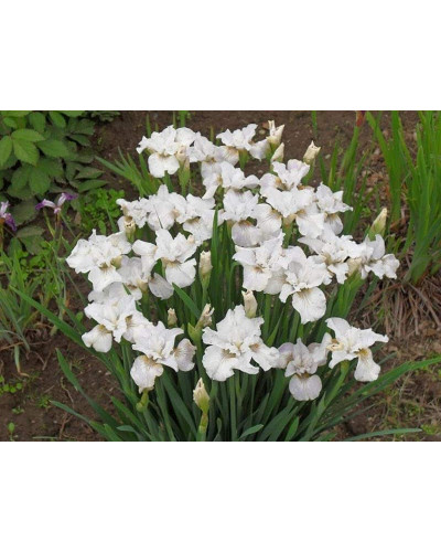 Ірис низький Альба / Півник | Iris humilis Alba | Ирис низкий Альба / Касатик / Петушок