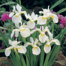 Ірис низький Альба / Півник | Iris humilis Alba | Ирис низкий Альба / Касатик / Петушок