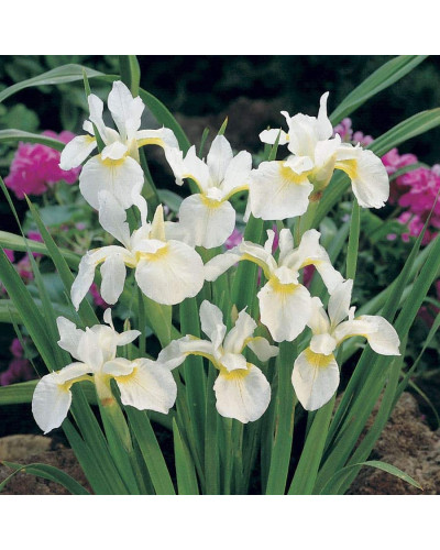 Ірис низький Альба / Півник | Iris humilis Alba | Ирис низкий Альба / Касатик / Петушок