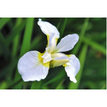 Ірис низький Альба / Півник | Iris humilis Alba | Ирис низкий Альба / Касатик / Петушок