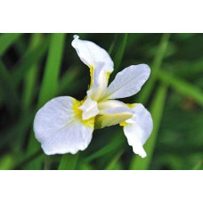 Ірис низький Альба / Півник | Iris humilis Alba | Ирис низкий Альба / Касатик / Петушок