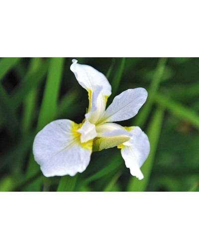 Ірис низький Альба / Півник | Iris humilis Alba | Ирис низкий Альба / Касатик / Петушок