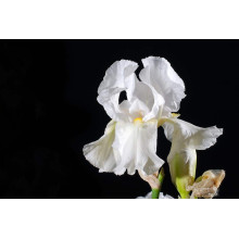 Ірис низький Альба / Півник | Iris humilis Alba | Ирис низкий Альба / Касатик / Петушок