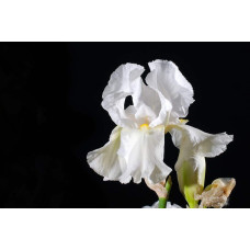 Ірис низький Альба / Півник | Iris humilis Alba | Ирис низкий Альба / Касатик / Петушок
