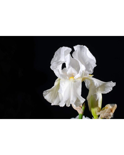 Ірис низький Альба / Півник | Iris humilis Alba | Ирис низкий Альба / Касатик / Петушок
