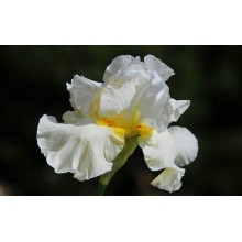 Ірис низький Альба / Півник | Iris humilis Alba | Ирис низкий Альба / Касатик / Петушок