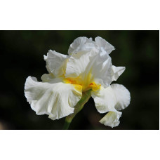 Ірис низький Альба / Півник | Iris humilis Alba | Ирис низкий Альба / Касатик / Петушок