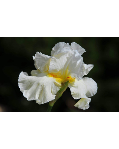 Ірис низький Альба / Півник | Iris humilis Alba | Ирис низкий Альба / Касатик / Петушок