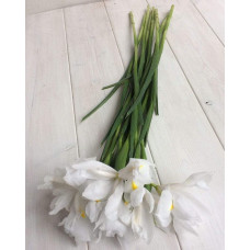 Ірис низький Альба / Півник | Iris humilis Alba | Ирис низкий Альба / Касатик / Петушок