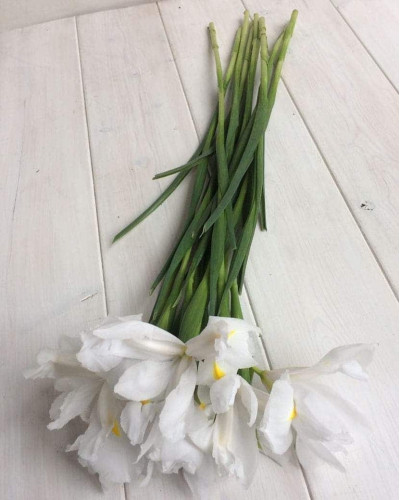 Ірис низький Альба / Півник | Iris humilis Alba | Ирис низкий Альба / Касатик / Петушок